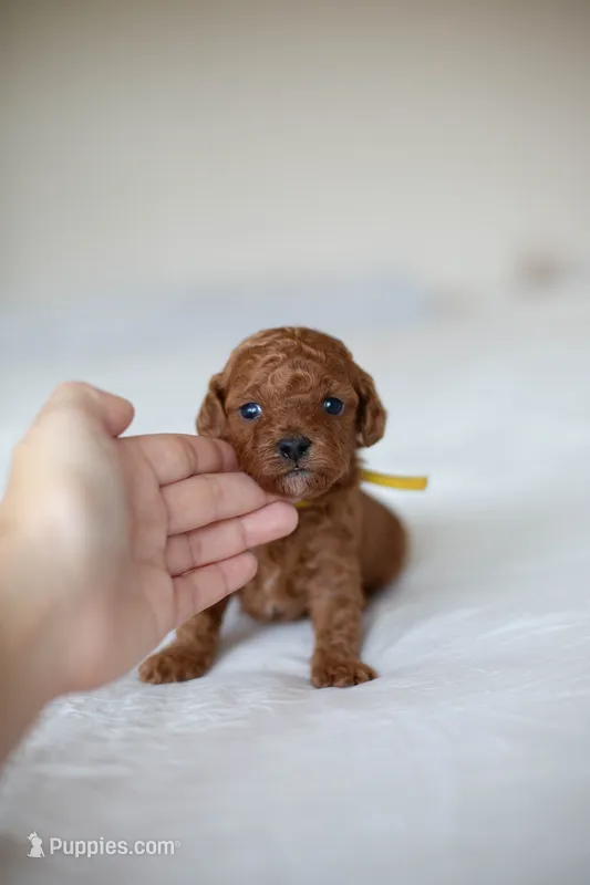 CKC Red Male – Poodle - Miniature  puppy for sale in Livingston, TX