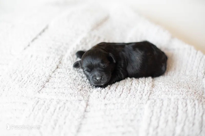 F1B Mini Cavapoo – Cavapoo puppy for sale in Livingston, TX