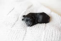 F1B Mini Cavapoo, a male Cavapoo for sale in Livingston, TX – 1 of 6