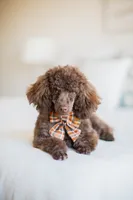 F1B Mini Cavapoo, a male Cavapoo for sale in Livingston, TX – 6 of 6