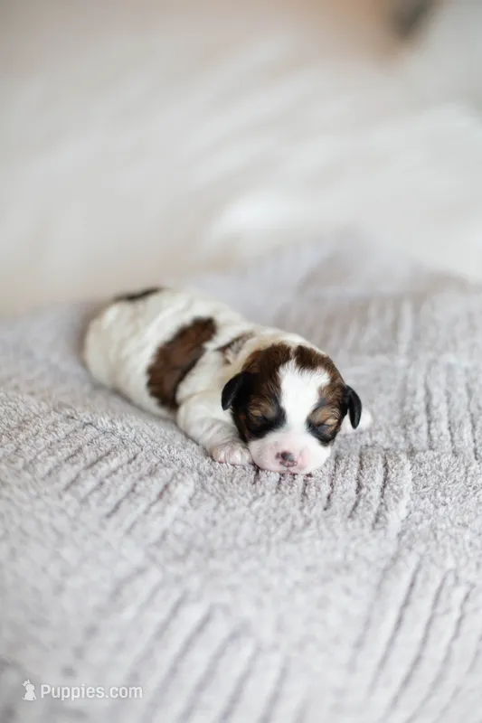 F1B Mini Cavapoo – Cavapoo puppy for sale in Livingston, TX
