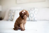 AKC Silver Beige Toy Poodle, a female Poodle - Toy  for sale in Livingston, TX – 3 of 4