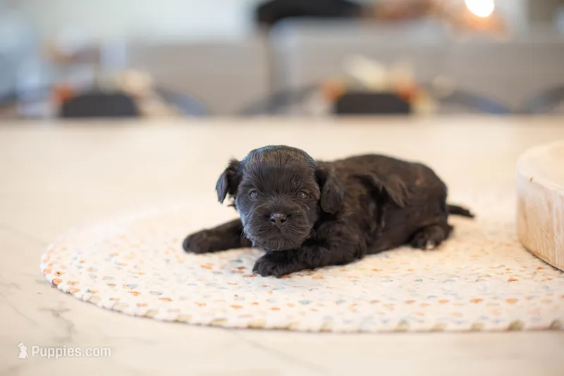 F1B Mini Cavapoo – Cavapoo puppy for sale in Livingston, TX
