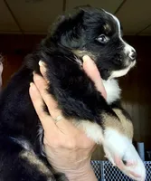 Wylie, a male Miniature Australian Shepherd for sale in Blacksburg, SC – 4 of 5