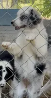 Jandee, a female Australian Shepherd for sale in Blacksburg, SC – 3 of 5