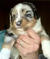 Willis, a male Miniature Australian Shepherd for sale in Blacksburg, SC – 6 of 9