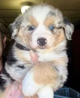 Lumi, a female Miniature Australian Shepherd for sale in Blacksburg, SC – 2 of 6