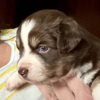 Caia, a female Miniature Australian Shepherd for sale in Blacksburg, SC – 3 of 4