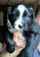 Jax, a male Australian Shepherd for sale in Blacksburg, SC – 2 of 2