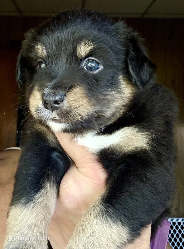 Wyatt – Miniature Australian Shepherd puppy for sale in Blacksburg, SC
