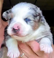 Hero, a male Miniature Australian Shepherd for sale in Blacksburg, SC – 1 of 9