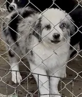 Jandee, a female Australian Shepherd for sale in Blacksburg, SC – 2 of 5