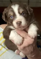 Caia, a female Miniature Australian Shepherd for sale in Blacksburg, SC – 2 of 4