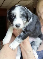 Jasper, a male Australian Shepherd for sale in Blacksburg, SC – 6 of 6
