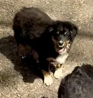 Miles, a male Miniature Australian Shepherd for sale in Blacksburg, SC – Photo 5 of 8
