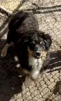 Miles, a male Miniature Australian Shepherd for sale in Blacksburg, SC – Photo 4 of 8