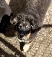 Miles, a male Miniature Australian Shepherd for sale in Blacksburg, SC – Photo 3 of 8