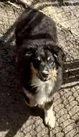 Miles, a male Miniature Australian Shepherd for sale in Blacksburg, SC – Photo 2 of 8