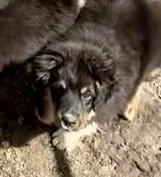 Miles, a male Miniature Australian Shepherd for sale in Blacksburg, SC – Photo 1 of 8