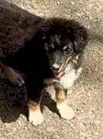 Miles, a male Miniature Australian Shepherd for sale in Blacksburg, SC – Photo 6 of 8