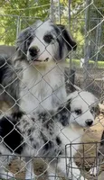 Jandee, a female Australian Shepherd for sale in Blacksburg, SC – 4 of 5