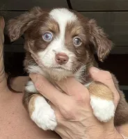 Kee, a male Toy Australian Shepherd for sale in Blacksburg, SC – 2 of 7