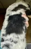 Willis, a male Miniature Australian Shepherd for sale in Blacksburg, SC – 9 of 9