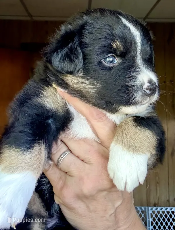 Wylie – Miniature Australian Shepherd puppy for sale in Blacksburg, SC