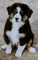 Marcus, a male Miniature Australian Shepherd for sale in Blacksburg, SC – Photo 2 of 5