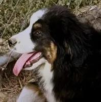 Marcus, a male Miniature Australian Shepherd for sale in Blacksburg, SC – Photo 4 of 5