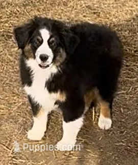 Marcus – Miniature Australian Shepherd puppy for sale in Blacksburg, SC