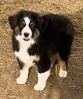 Marcus, a male Miniature Australian Shepherd for sale in Blacksburg, SC – Photo 1 of 5
