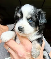 Kaya, a female Toy Australian Shepherd for sale in Blacksburg, SC – 2 of 8