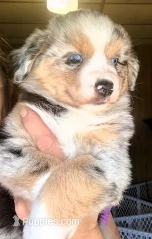 Lumi – Miniature Australian Shepherd puppy for sale in Blacksburg, SC