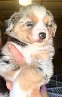 Lumi, a female Miniature Australian Shepherd for sale in Blacksburg, SC – 1 of 6