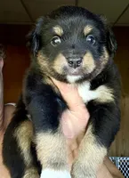 Wyatt, a male Miniature Australian Shepherd for sale in Blacksburg, SC – 2 of 5