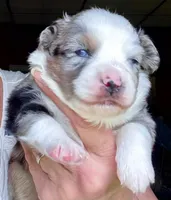 Hero, a male Miniature Australian Shepherd for sale in Blacksburg, SC – 7 of 9