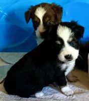 Kaya, a female Toy Australian Shepherd for sale in Blacksburg, SC – 8 of 8