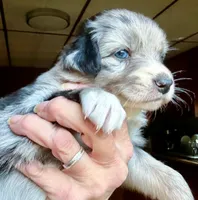 Nala, a female Australian Shepherd for sale in Blacksburg, SC – 3 of 6