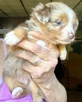 Roo, a male Toy Australian Shepherd for sale in Blacksburg, SC – 8 of 9