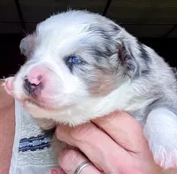 Hero, a male Miniature Australian Shepherd for sale in Blacksburg, SC – 4 of 9