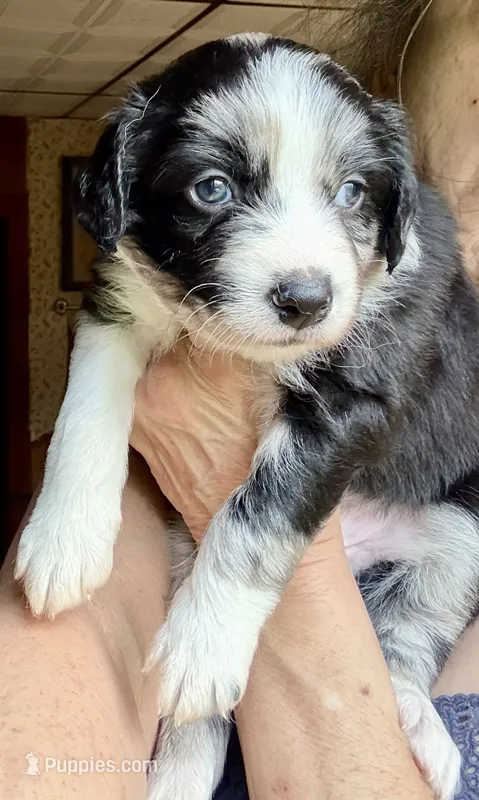 Jasper – Australian Shepherd puppy for sale in Blacksburg, SC