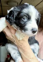 Jasper, a male Australian Shepherd for sale in Blacksburg, SC – 5 of 6