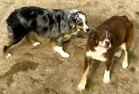 Mushko, a male Miniature Australian Shepherd for sale in Blacksburg, SC – 3 of 4
