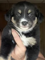 Wren, a female Miniature Australian Shepherd for sale in Blacksburg, SC – 4 of 7