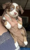 Kee, a male Toy Australian Shepherd for sale in Blacksburg, SC – 5 of 7