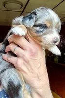 Nova, a female Australian Shepherd for sale in Blacksburg, SC – 3 of 8