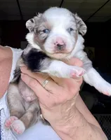 Hero, a male Miniature Australian Shepherd for sale in Blacksburg, SC – 1 of 1