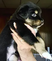 Wyatt, a male Miniature Australian Shepherd for sale in Blacksburg, SC – 3 of 5