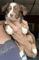 Kee, a male Toy Australian Shepherd for sale in Blacksburg, SC – 4 of 7